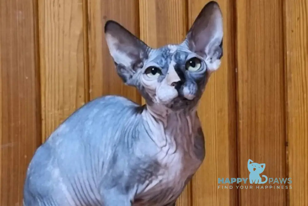 Layma Canadian Sphynx female black tortie bicolour live animals