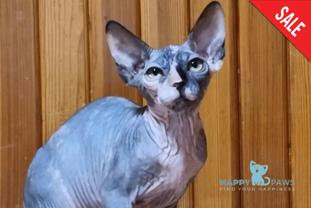 Layma Canadian Sphynx female black tortie bicolour live animals