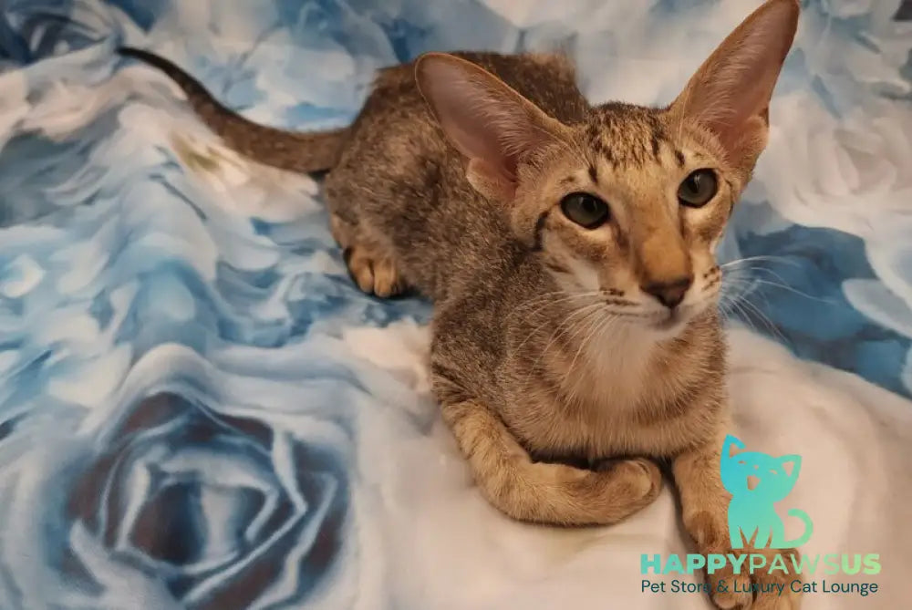 Layma Oriental Shorthair female black spotted tabby - live animals