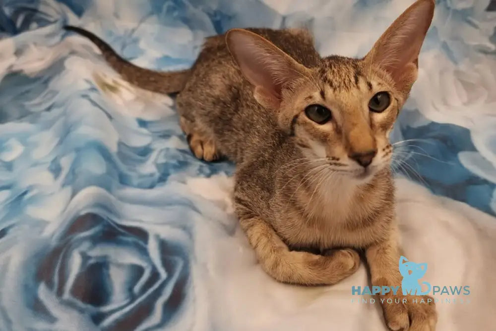 Layma Oriental Shorthair female black spotted tabby - live animals