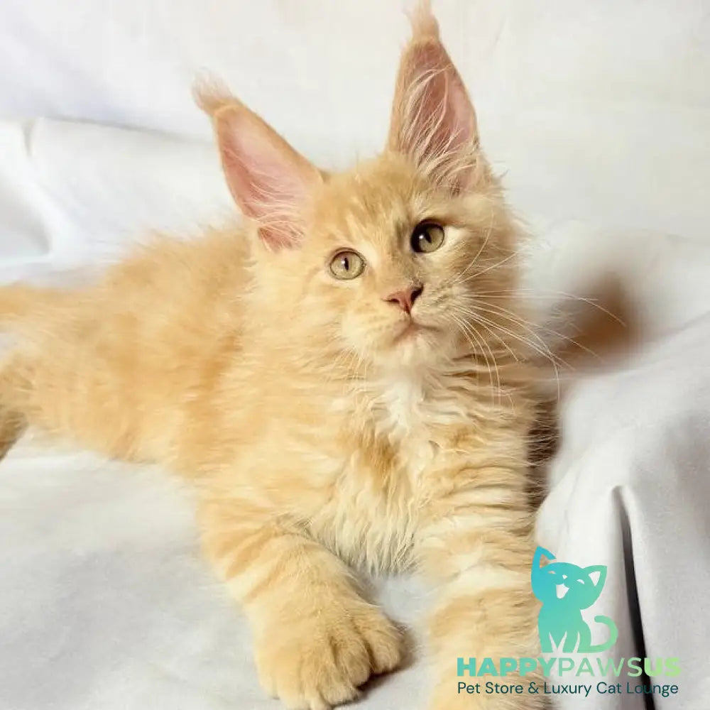 Lazarus Maine Coon polydactyl 6x6x6x6 male cream silver tabby - live animals