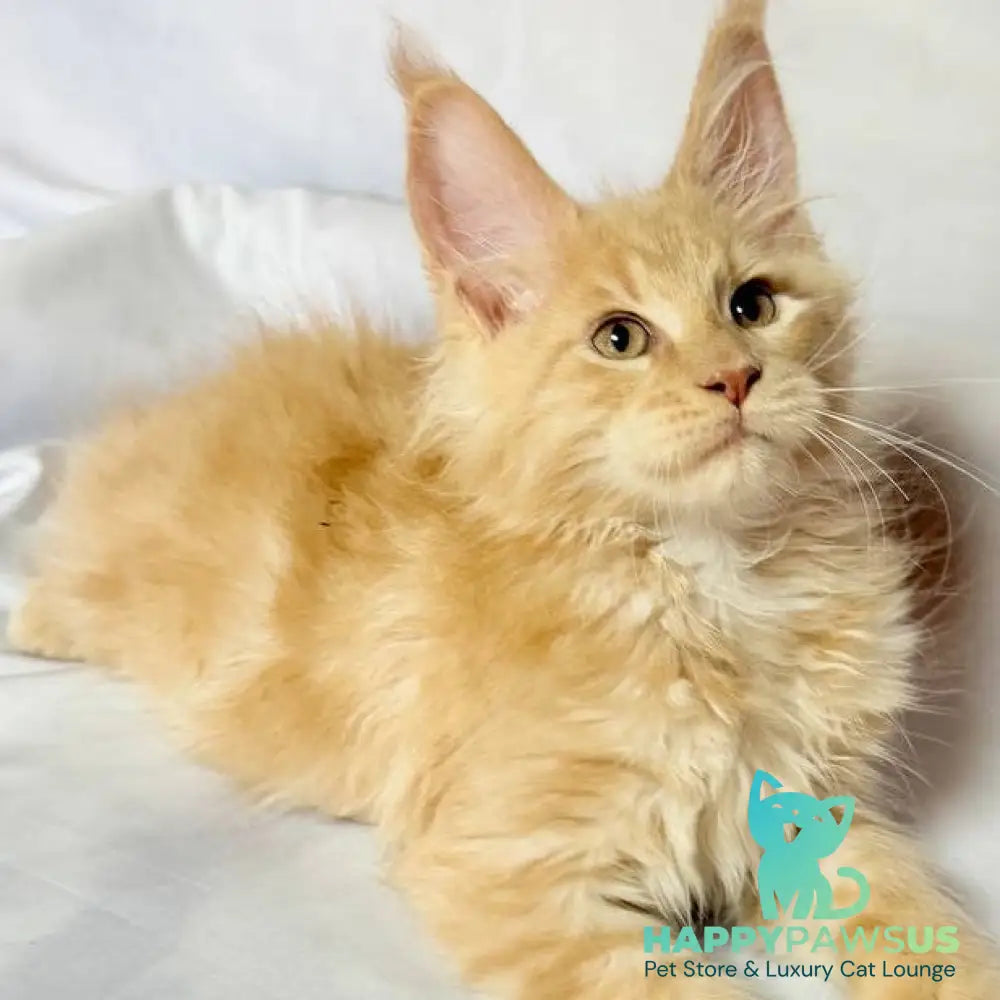 Lazarus Maine Coon polydactyl 6x6x6x6 male cream silver tabby - live animals