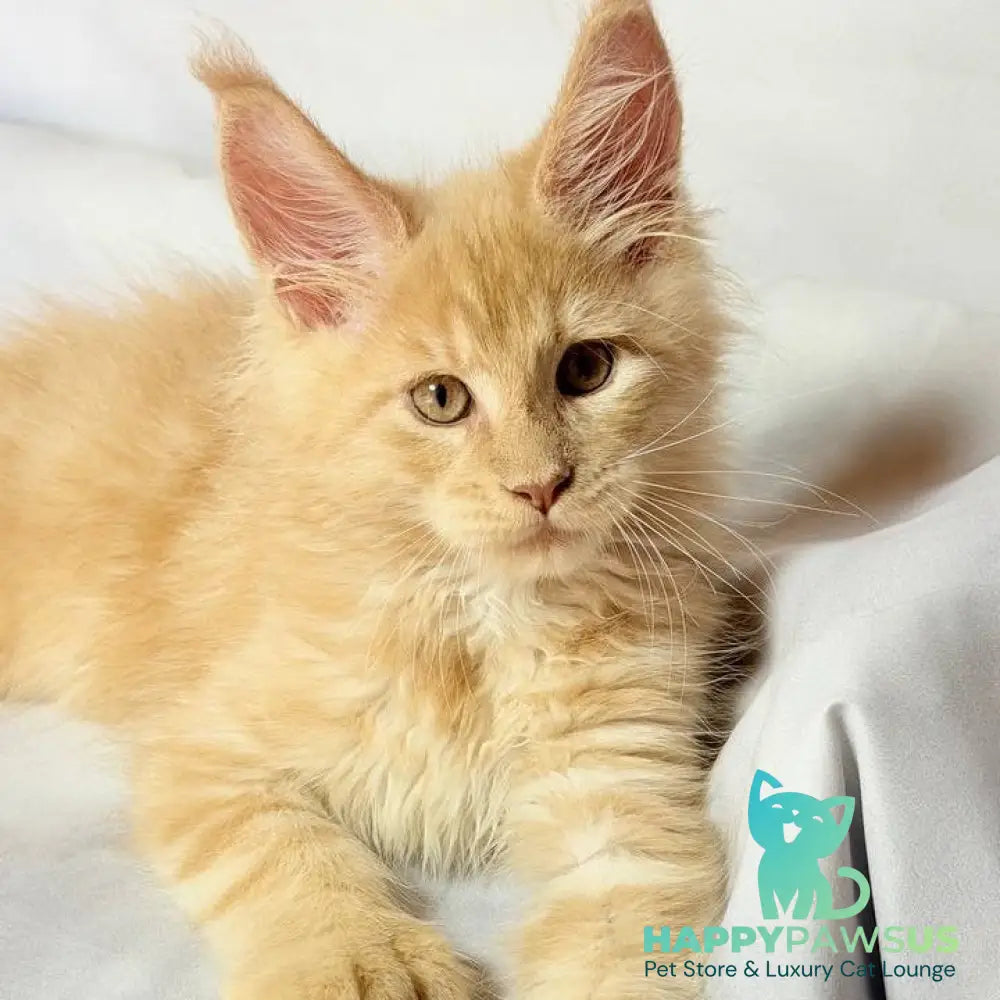 Lazarus Maine Coon polydactyl 6x6x6x6 male cream silver tabby - live animals
