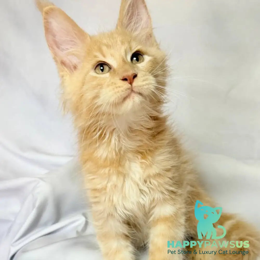 Lazarus Maine Coon polydactyl 6x6x6x6 male cream silver tabby - live animals
