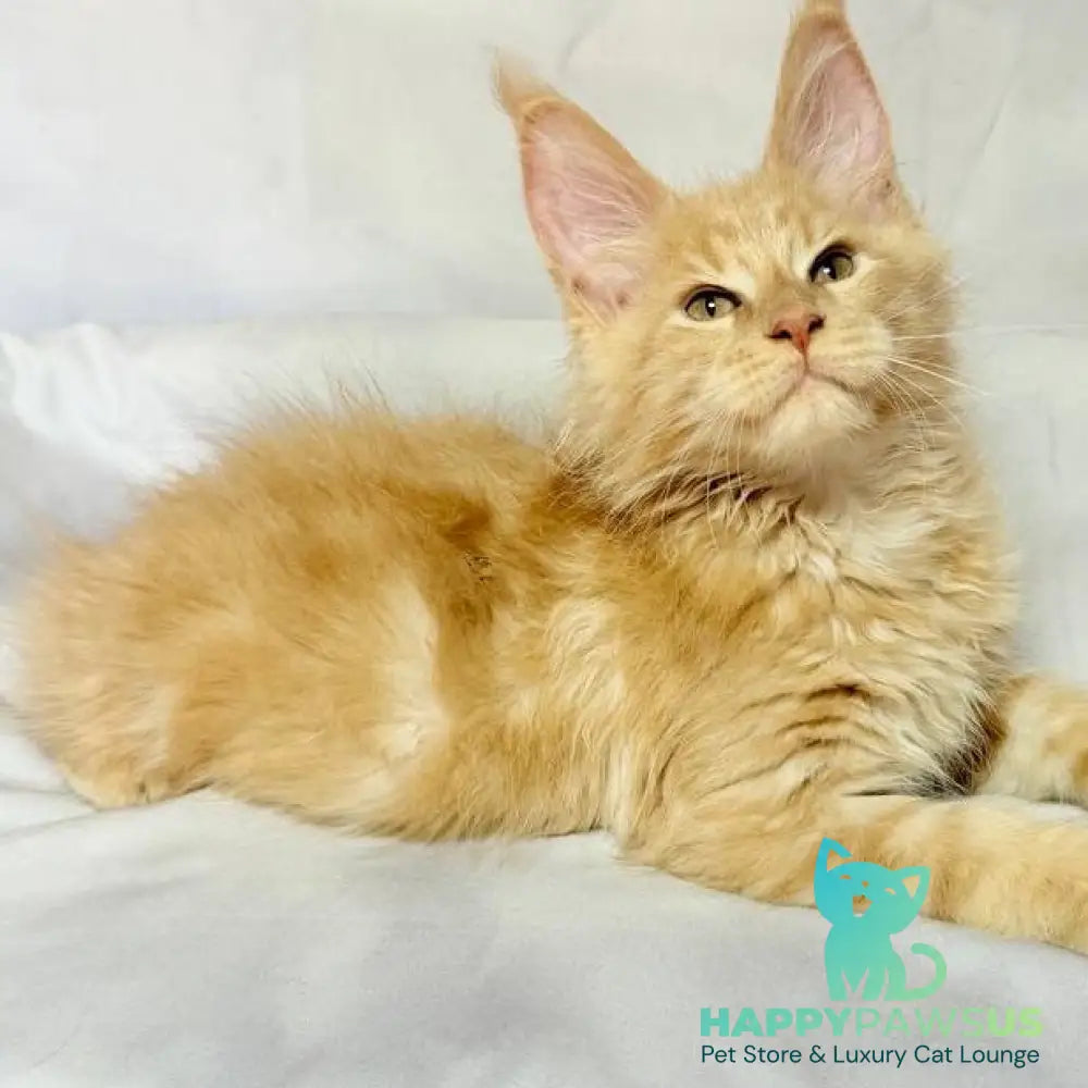 Lazarus Maine Coon polydactyl 6x6x6x6 male cream silver tabby - live animals