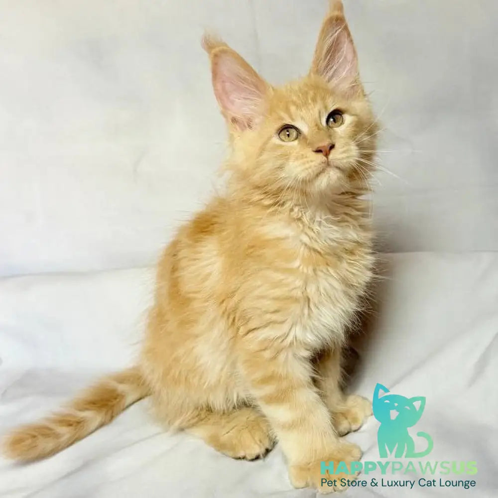 Lazarus Maine Coon polydactyl 6x6x6x6 male cream silver tabby - live animals
