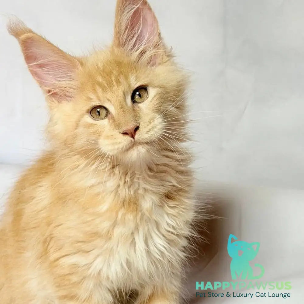 Lazarus Maine Coon polydactyl 6x6x6x6 male cream silver tabby - live animals