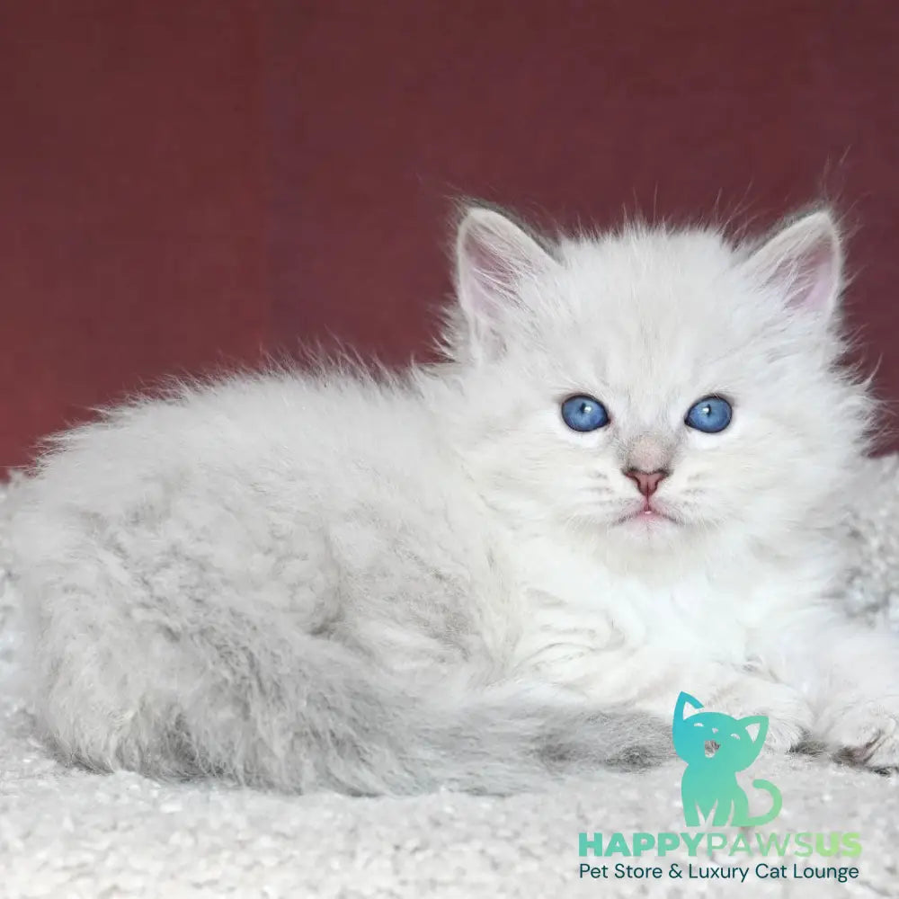 Lazurit Siberian male black tabby pointed - live animals