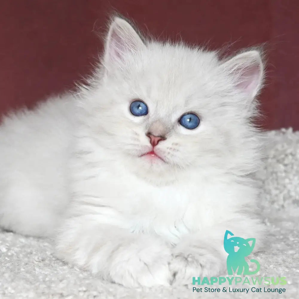 Lazurit Siberian male black tabby pointed - live animals