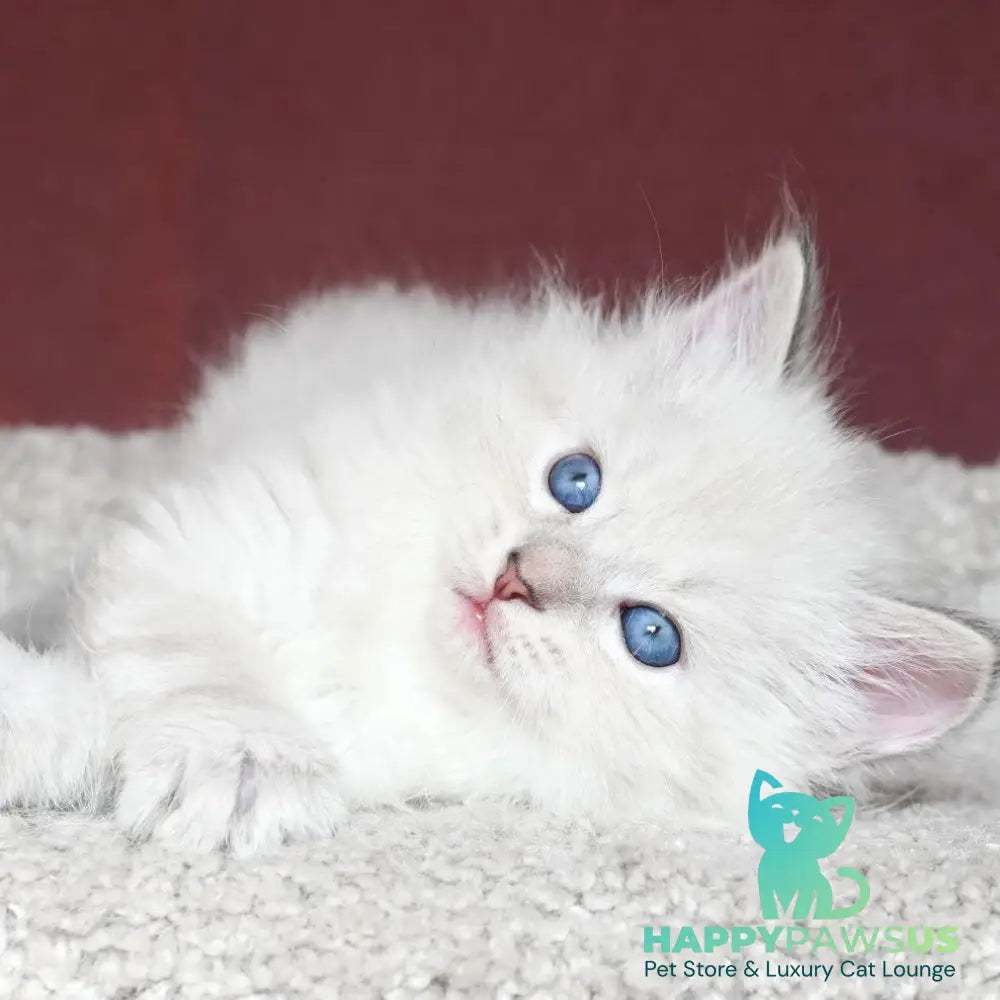 Lazurit Siberian male black tabby pointed - live animals