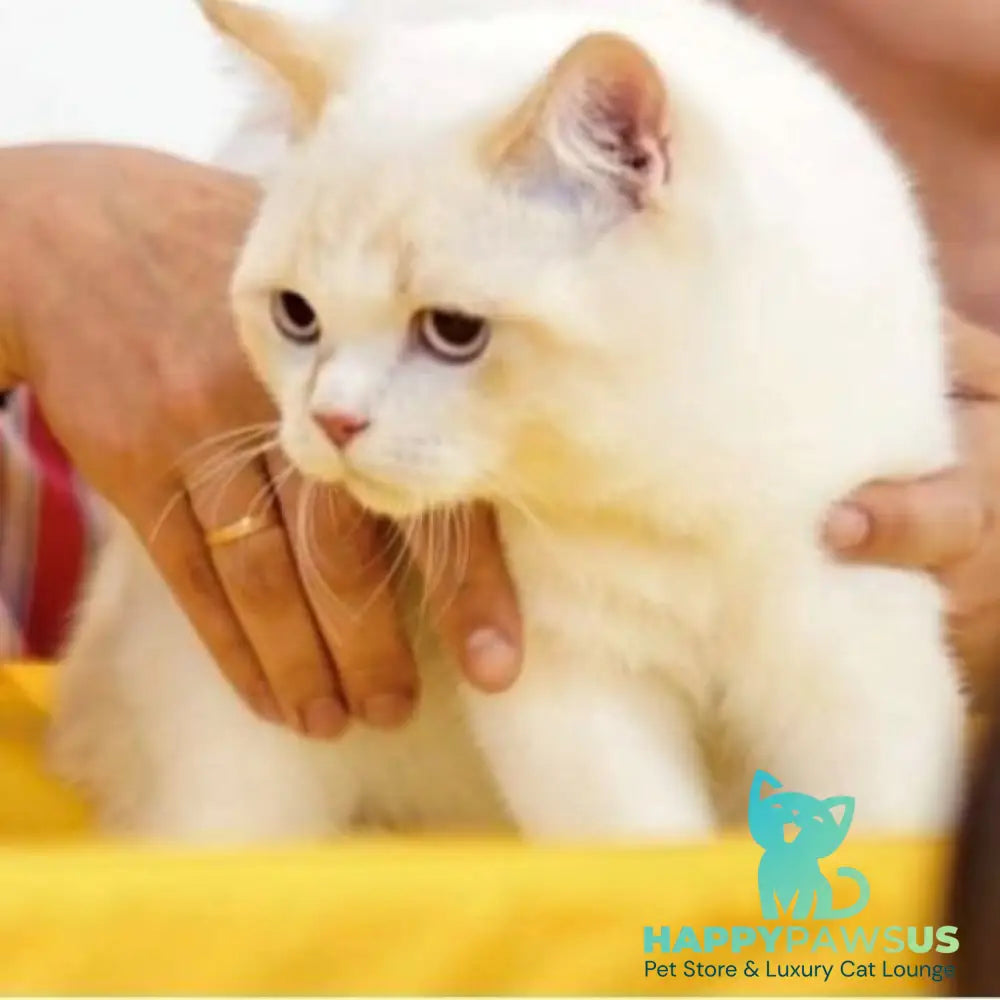 Leandro British Shorthair male red pointed bicolour - live animals