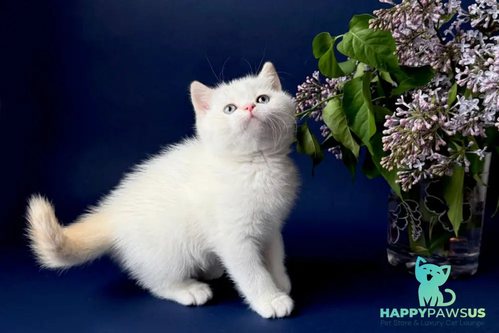 Leandro British Shorthair male silver pointed bicolour - live animals