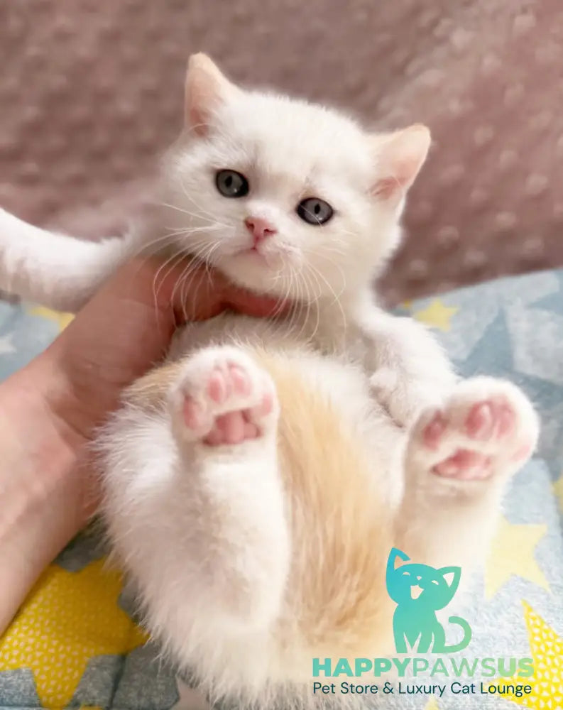 Leandro British Shorthair male silver pointed bicolour - live animals