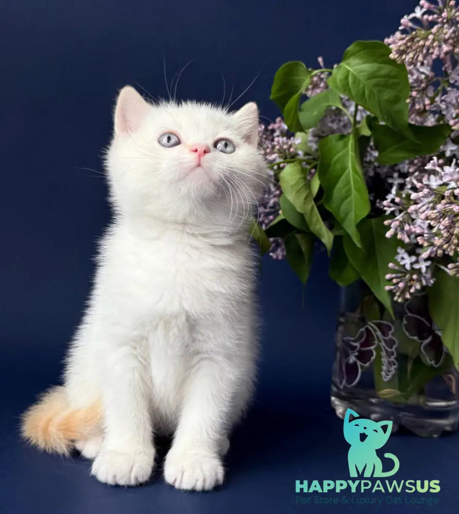 Leandro British Shorthair male silver pointed bicolour - live animals