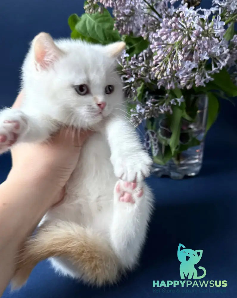 Leandro British Shorthair male silver pointed bicolour - live animals