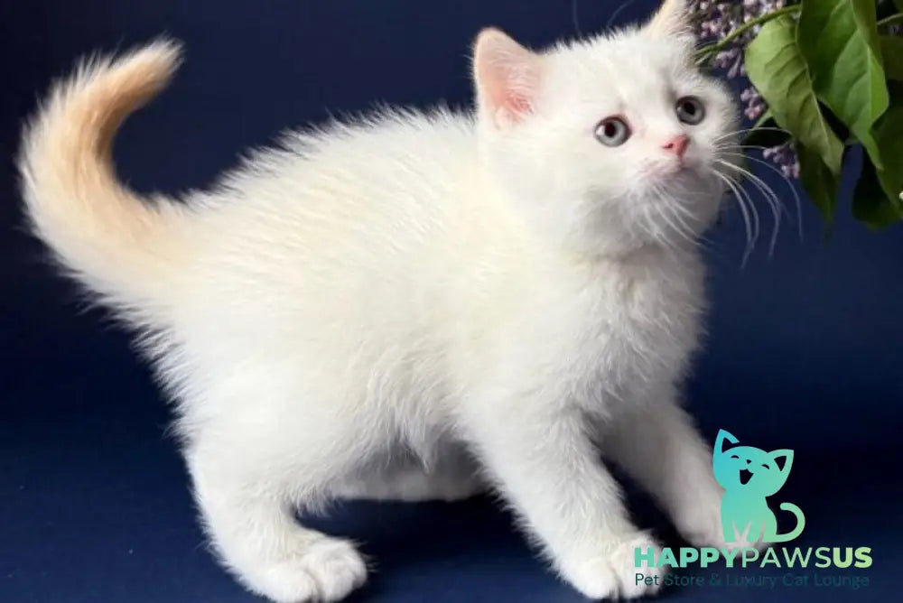 Leandro British Shorthair male silver pointed bicolour - live animals