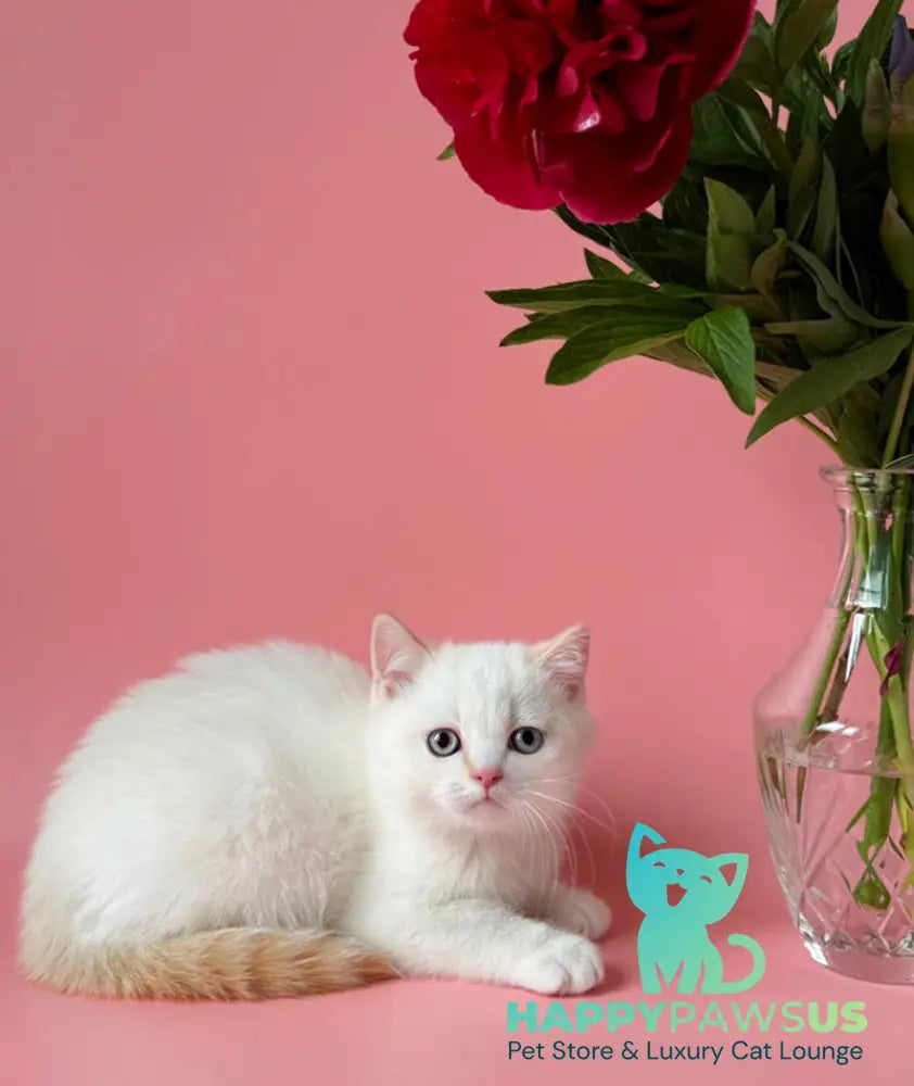 Leandro British Shorthair male silver pointed bicolour - live animals