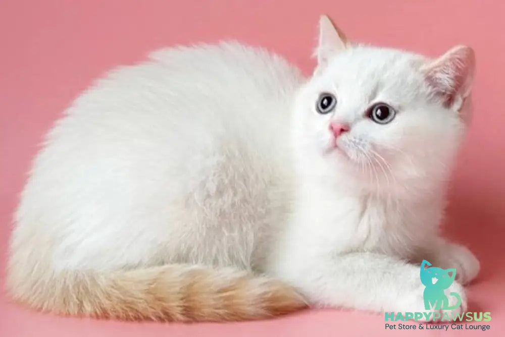 Leandro British Shorthair male silver pointed bicolour - live animals