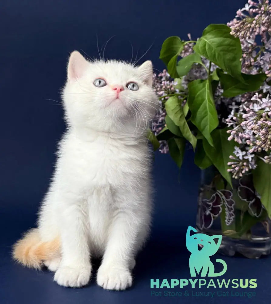 Leandro British Shorthair male silver pointed bicolour - live animals