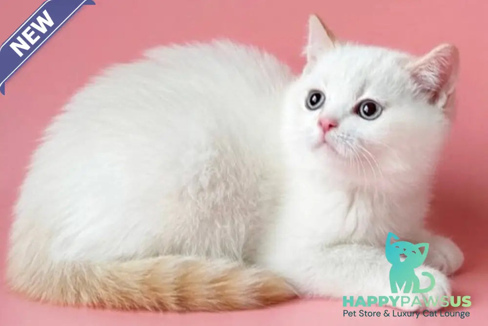 Leandro British Shorthair male silver pointed bicolour - live animals