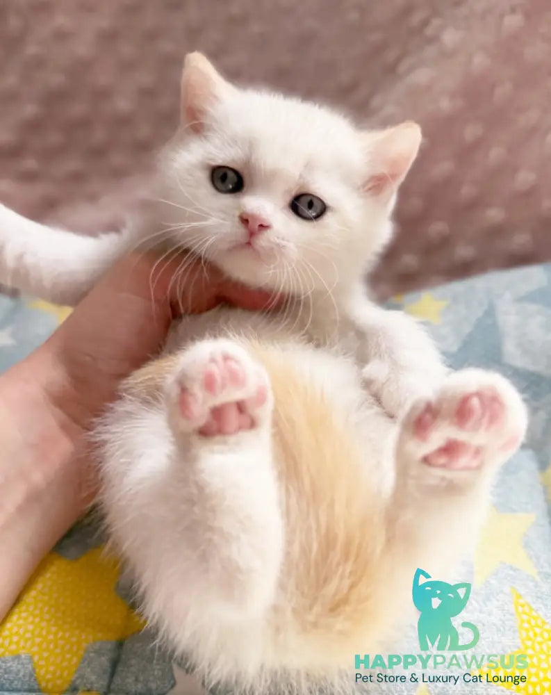 Leandro British Shorthair male silver pointed bicolour - live animals