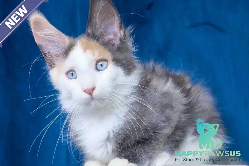 Ledi Dior Maine Coon female blue tortie silver bicolour - live animals