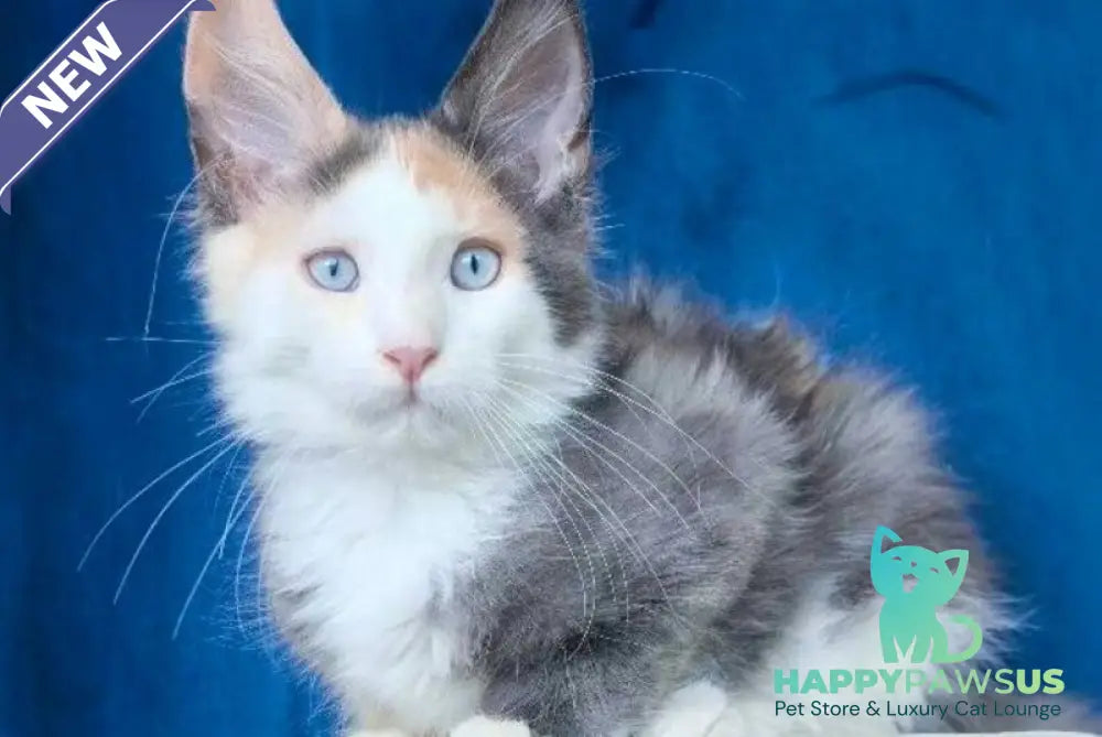 Ledi Dior Maine Coon female blue tortie silver bicolour - live animals