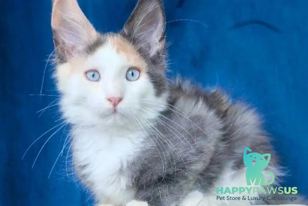 Ledi Dior Maine Coon female blue tortie silver bicolour - live animals
