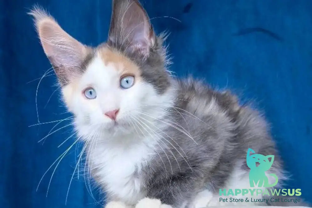 Ledi Dior Maine Coon female blue tortie silver bicolour - live animals
