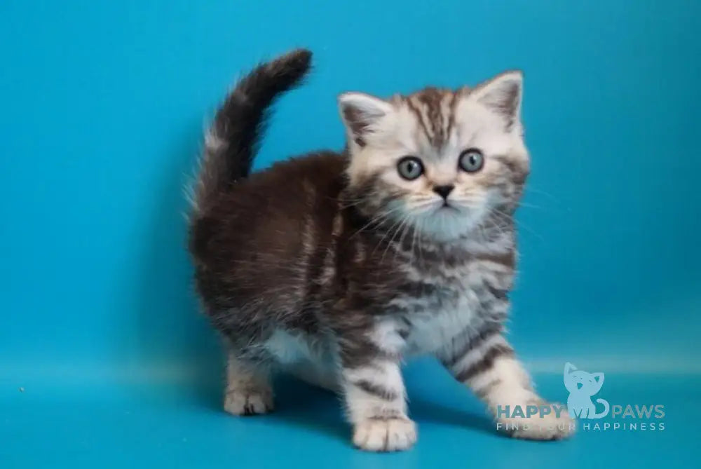 Lei Scottish Straight female black silver tabby live animals