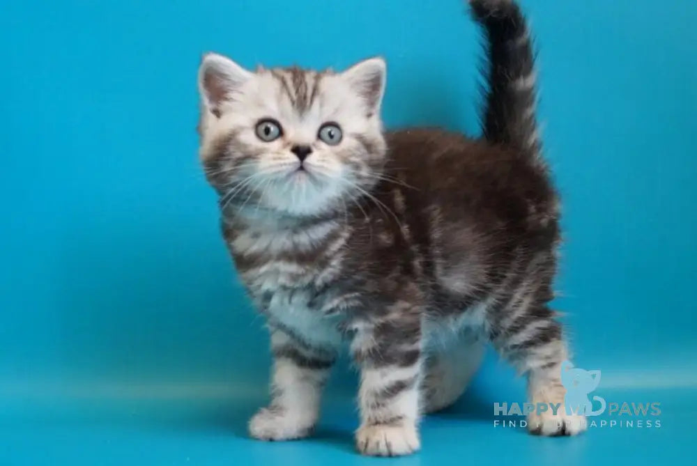 Lei Scottish Straight female black silver tabby live animals