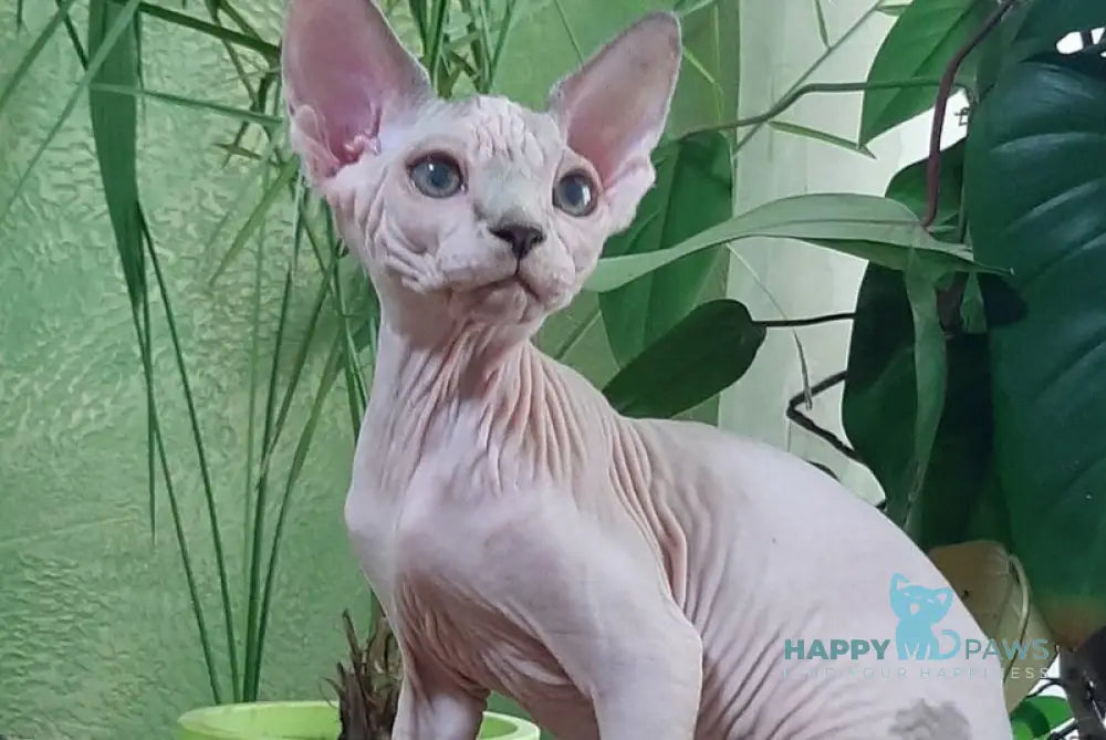 Leila Canadian Sphynx female black tabby harlequin live animals