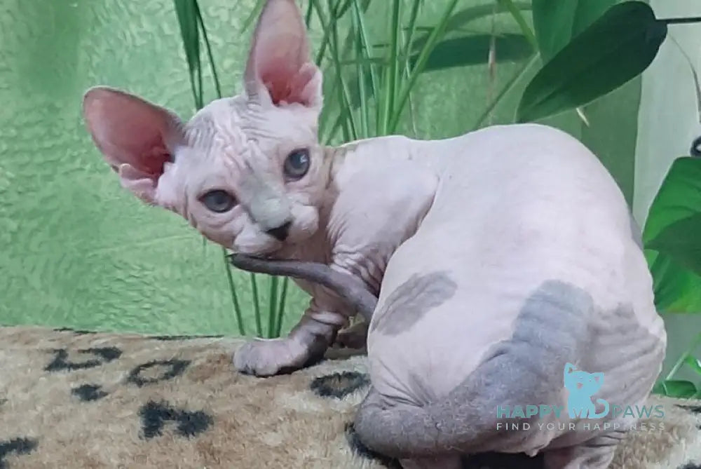 Leila Canadian Sphynx female black tabby harlequin live animals