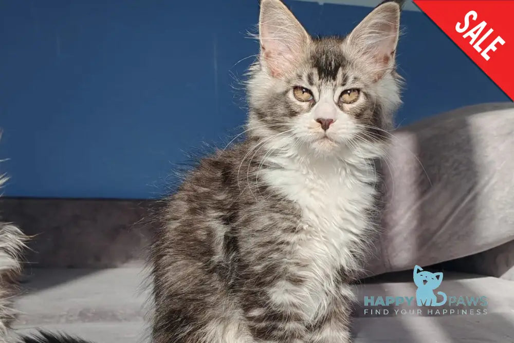 Leila Maine Coon female black silver ticked tabby with white live animals