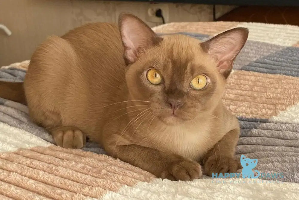 Leksus Burmese male chocolate live animals