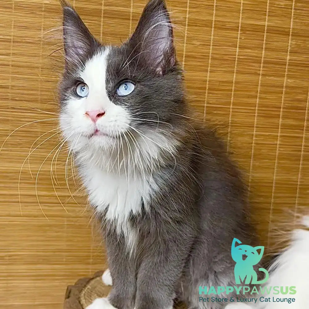 Lel Maine Coon male blue bicolour - live animals