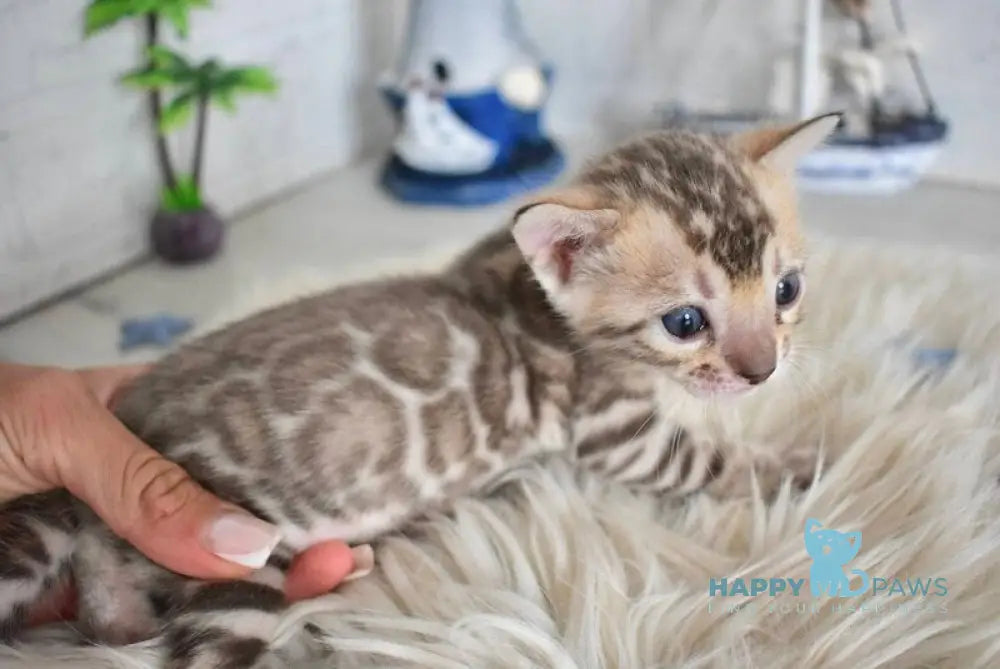 Lelik Bengal male burmese pointed live animals