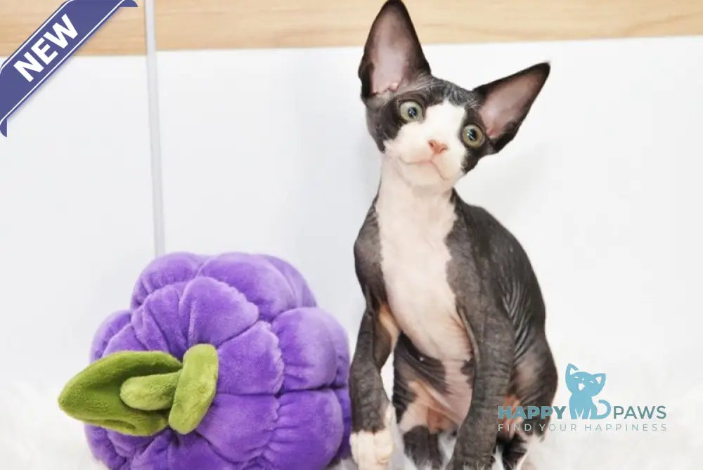 Lelik Devon Rex male black bicolour live animals