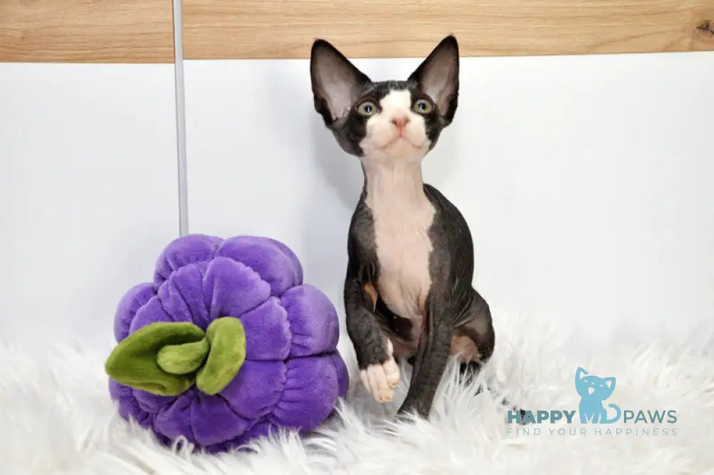 Lelik Devon Rex male black bicolour live animals