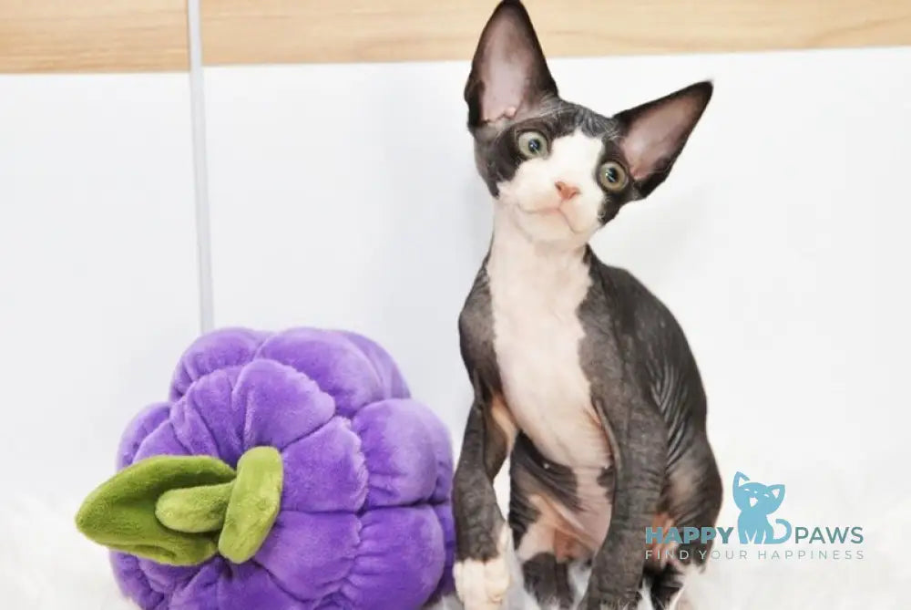 Lelik Devon Rex male black bicolour live animals