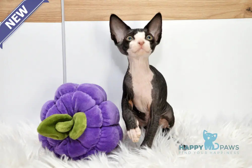 Lelik Devon Rex male black bicolour live animals