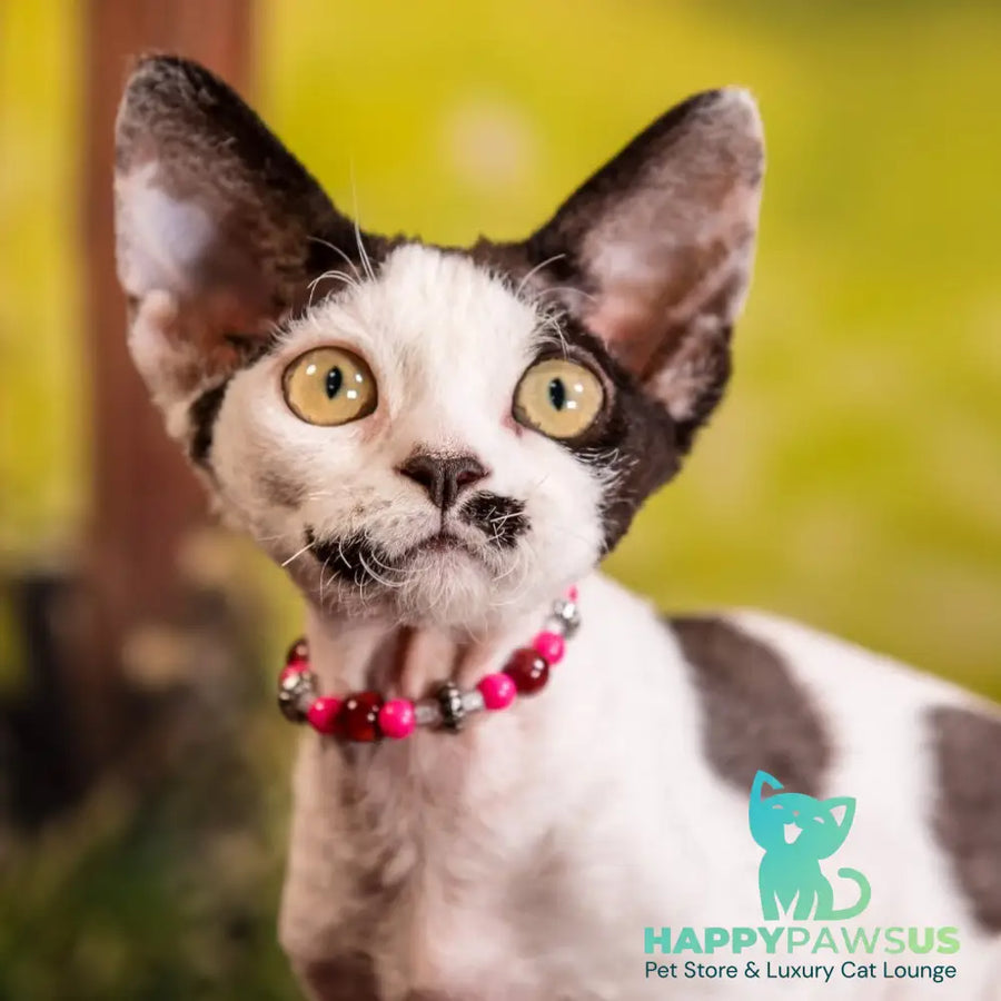 Lelya Devon Rex female black harlequin - live animals