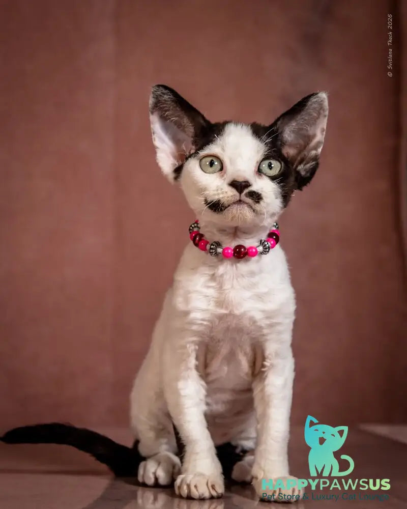 Lelya Devon Rex female black harlequin - live animals