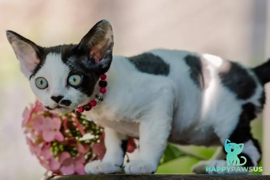 Lelya Devon Rex female black harlequin - live animals