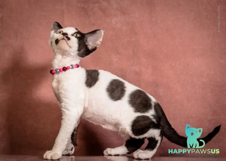 Lelya Devon Rex female black harlequin - live animals