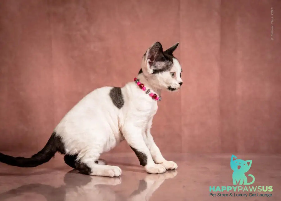 Lelya Devon Rex female black harlequin - live animals