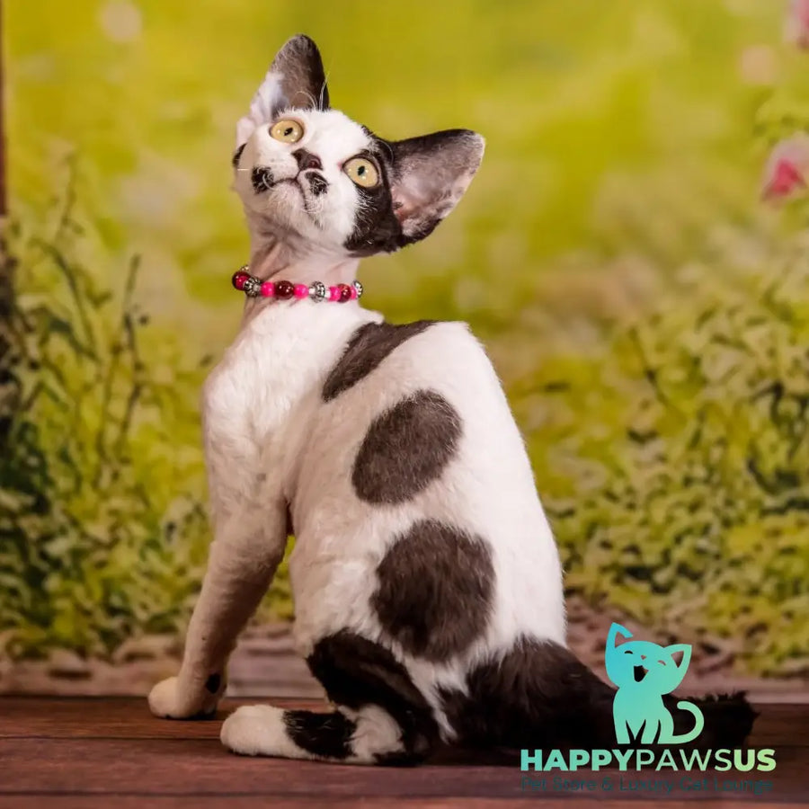 Lelya Devon Rex female black harlequin - live animals