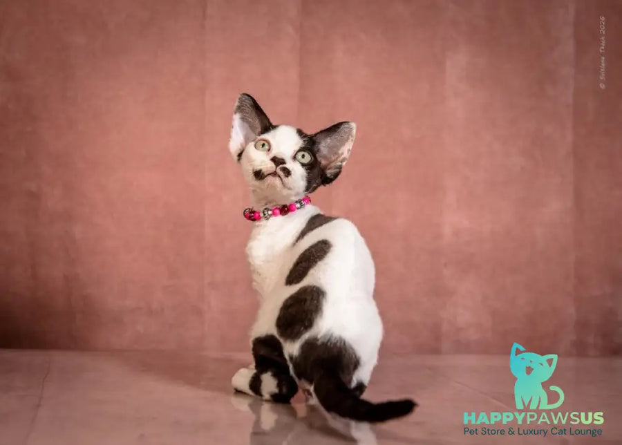 Lelya Devon Rex female black harlequin - live animals