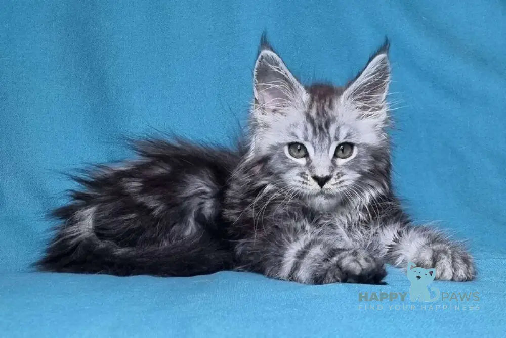 Lena Maine Coon female black silver tabby live animals