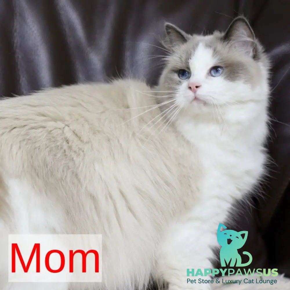 Lenox Ragdoll male blue bicolour tabby - live animals